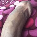 Profilbillede af Hassanmoller