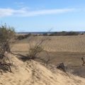 Profilbillede af canaria par50